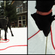 Image for article titled Where the Dogs Are: A Dogsledding Photo Diary